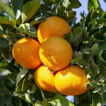 제주 노지감귤 노지귤 햇 제주귤 1.5kg, 중대과 3kg내외, 1개