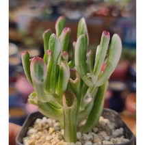 키우기 쉬운 다육 우주목금 다육, 1개