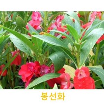 초화식물/야생화 봉선화 화분모종 5개(L0101)