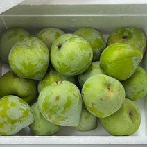 켈시자두 1-2kg(특) 경북 영천 청자두 고당도, 2kg특(16~2과내외)