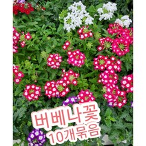 버베나꽃-10개묶음/버베나는 가족에게 선물하기에 정말 좋은 꽃