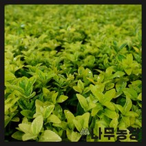 (나무농장) 황금사철나무 10cm 포트 ( 2주묶음 )