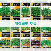 주주씨앗 새싹씨앗 / 새싹보리/새싹밀/브로콜리새싹/새싹 레드콜라비/새싹 청경채/새싹 적무/새싹귀리/새싹메밀싹/무순/들깨싹/유채싹, 15. 배추싹 8000립
