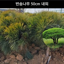 반송나무 반송 둥근 소나무 반송분 50cm 내외 묘목 화분 포트, 1개