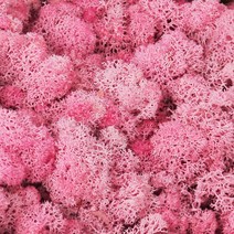 모스 이끼 분홍 약 20g 1박스 꾸미기 재료 천연물