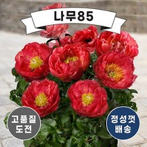 (나무85) 왜성향수작약 4종 시리즈, 4.왜성향수작약 (오슬로)