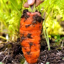 [푸르젠] 22년산 흙당근 미니 못난이 3kg, 당근