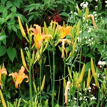 꽃모종/원추리/포트묘(20개묶음)/묘목/h0739