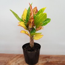 [용이네 화원] 미니 칼라 크로톤 외목대 소형 069 화원 농원, 1개