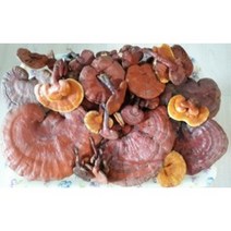 영지버섯 700g 비단풀 옻나무 영지버섯 차가버섯