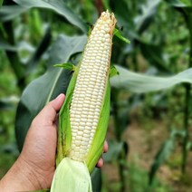 맛있는 강원도 햇 찰 옥수수 5개