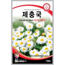 세계 제충국 씨앗 다년생 아스타 달마시안 살충제 국화과 봄 여름 가을 꽃씨 종자, 블루세이지