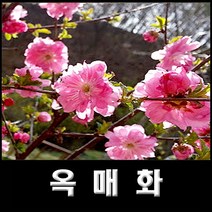 없음 옥매화, 1개