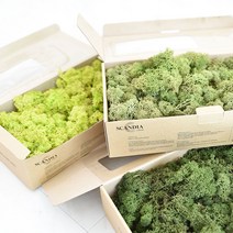 공기정화 스칸디아 모스 천연이끼 500g DIY 2가지 색상 혼합 가능 BEST 14color, 레드, 옐로우