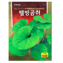 토종곰취 씨앗 100립 향과 맛이 뛰어난 재래종곰취씨앗 곰치종자 미래종묘 빠른배송, 1개