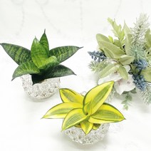 산세베리아 물에서키우는 수경재배식물 실내에서 키우기 쉬운 수중 수생 음지화분, 2 골드산세베리아