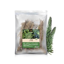 엄마애손 국내산 와송 건재 100g, 1팩