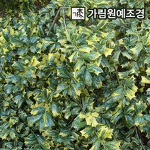 무늬호랑가시 P9포트 삽목2년 호랑가시 상록수 정원수 조경수 가림원예조경, 무늬호랑가시 삽목2년(5개세트)