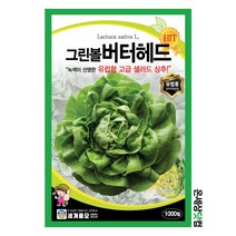 그린볼버터헤드 1000립 / 상추 씨앗 종자 쌈채소 텃밭키우기 채소키우기