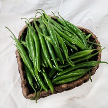싱싱한 청양고추1kg 매운고추 싱싱지오