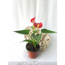 15~30cm 99 안스리움 레드 귀요미소형, 1개