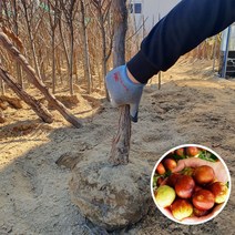 왕대추나무묘목 결실주 대왕대추나무, 왕대추4년생