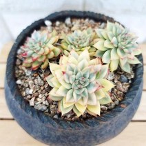 메비나금 키우기 쉬운 거실 실내 다육 랜덤발송 분별도4-180, 단품