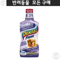 말티즈 애견입냄새 애견구취예방 닥스훈트 애견 치석제거 물에 섞어먹는 치약 구강위생용품 비숑