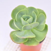 둥근잎비취후리데 다육이 얼큰잎장 실내 인테리어 식물91-20, 단품, 1개