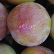 자연농원 왕자두 묘목 나무 최소구매2개, 왕자두 특묘