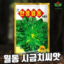 씨드코리아 시금치씨앗 30g 월동시금치씨앗 재래종, 1개