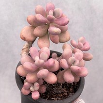 [ 풀풀다육 ] 보톡스 아메치스 묵은둥이 오비포럼 베이비핑거 미인 홍미인 유럽미인 미인류 다육 식물 국민 다육이