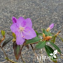 [나무인] 소엽만병초 보라색 포트묘