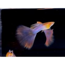 고정구피 알비노 마린 핑크키티 구피, 준성어1쌍