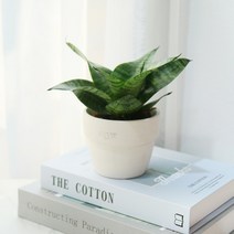 갑조네 공기정화식물 생화 화분 인테리어 식물 미세먼지제거 먼지정화, 하니 산세베리아(소품), 1개