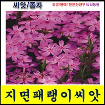 지면패랭이꽃 / 약 300립/ 꽃잔디 씨앗/지면패랭이씨앗//파종시기 3~10월/초장길이 15~20cm 로 지면으로 자라는 패랭이/꽃잔디보다 꽃이 크고 화려한 패랭이, 지면패랭이 300립