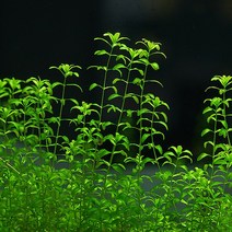 펄그라스 12촉 - (초보수초 키우기쉬운수초), 단품