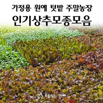 [모종심는아빠] 상추 모종 모음, 꽃상추, 모종72개(트레이1판)