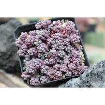 희성미인 키우기쉬운 다육식물 홈가드닝, 1개