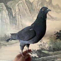 비둘기퇴치기 조류 1Pcs 박제 교육/유라시아 회색 비둘기 Columba 견본의 장식, [04] GZ-HS