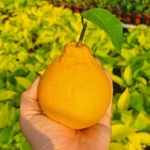 맛있는 제주 한라봉 선물용 5kg 대과 선물 세트 보자기포함, 본상품