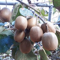 경남 고성 국내산 그린키위 참다래 3kg 5kg 10kg, 1박스, 참다래 10kg (180과내외)