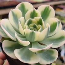 한아름 다육이 베란다 다육식물, 3번 르노어딘금, 1개