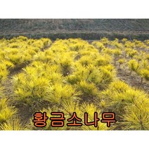황금 소나무 접목1년특묘 2그루