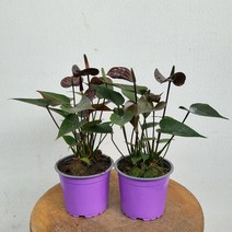 22900 원플원 안스리움초코 검정꽃 10~25cm