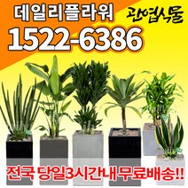 개업축하화분배달 개업식 인테리어식물 집들이 선물 금전수 스투키 산세베리아 만냥금 뱅갈고무나무 떡갈나무 알로카시아 소철 극락조 파키라 거실화분 실내화초, (선택70)무늬벤자민