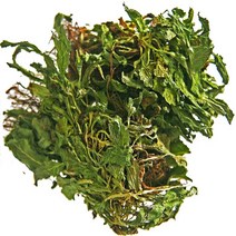 곰보배추 자연산 특품200g/동의보감촌 지리산 배암차즈기/설견초(지리산한방식품), 200g, 1개