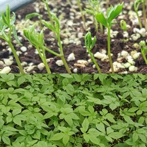 장수새싹삼 새싹삼 재배세트 인삼키우기 텃밭세트 인삼 수삼 묘삼, 1box, 묘삼(대20뿌리)+전용상토