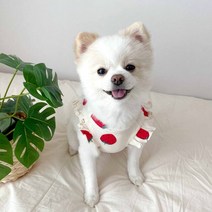 여름 얇은 딸기 애완 동물 조끼 슈나우저 푸들 작은 강아지 플라잉 슬리브 의류 디자이너 개 옷 Tshirt, [05] XL, [01] White