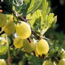 묘목/구즈베리 히노마키골드 /삽목 2년 포트/2주 KJ187